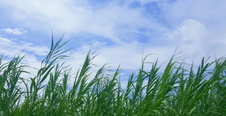 杭州湾湿地公园芦苇夏天绿色