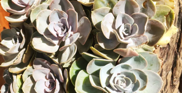 绿色植物种植土培多肉盆栽