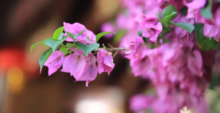 三亚三角梅花卉鲜花