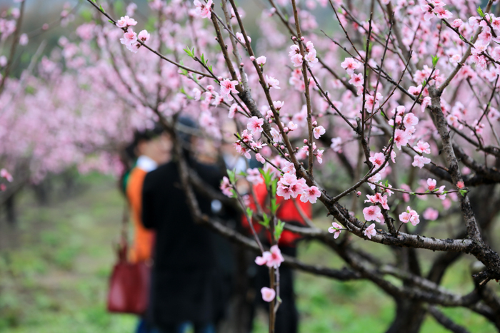 义乌桃花坞春天公园桃花盛开唯美清新