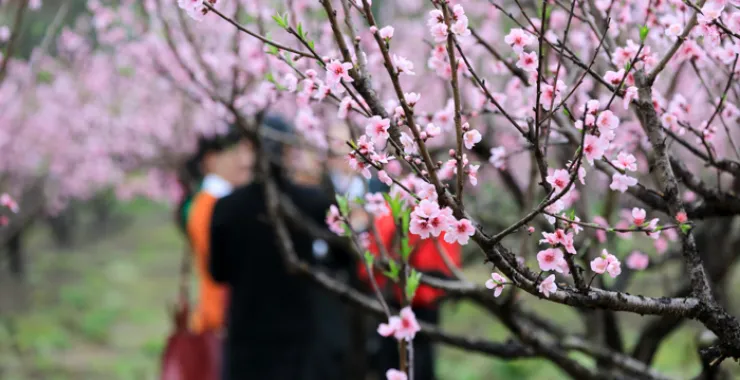 义乌桃花坞春天公园桃花盛开唯美清新