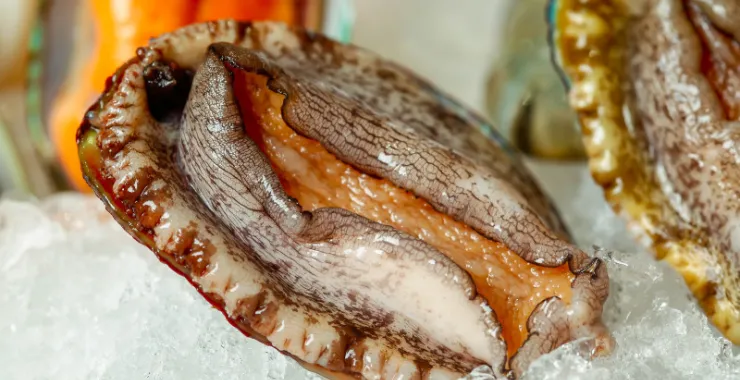 美食海鲜鲍鱼