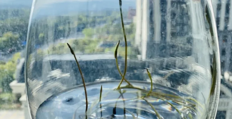 睡莲水培水杯玻璃杯长芽