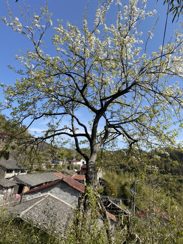 山里春天挖笋花开树阳光