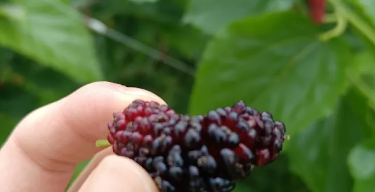 夏日采摘美味水果桑椹