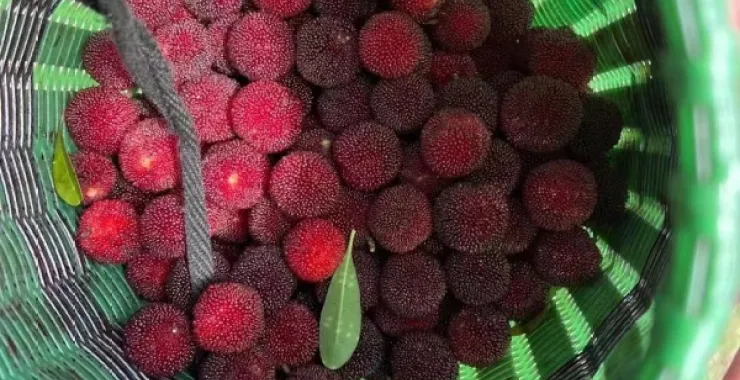余姚穴湖杨梅采摘杨梅自助摘杨梅水果