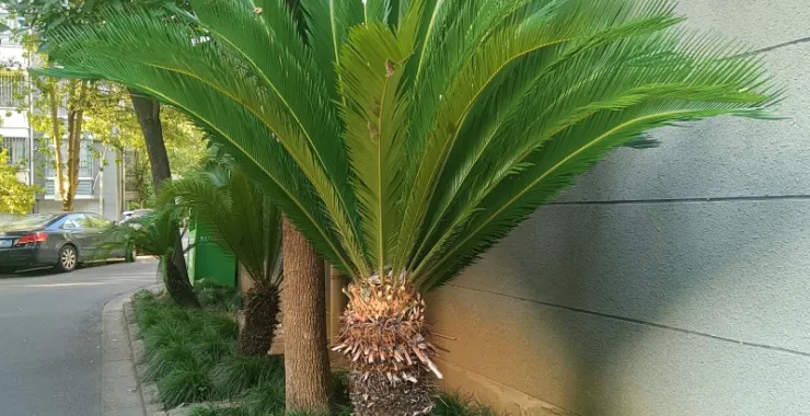 小区绿化种植花草植物铁树
