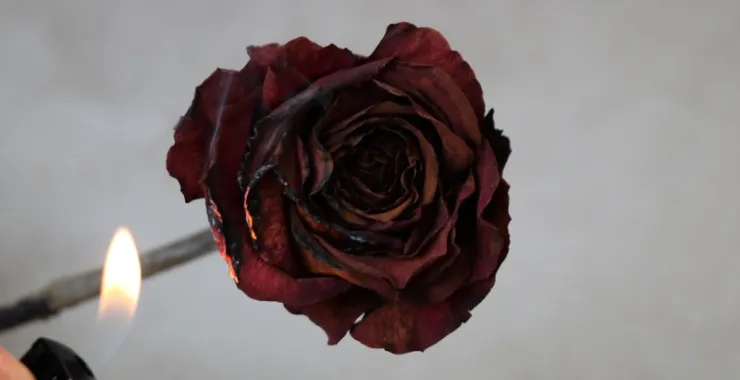 玫瑰 花卉鲜花