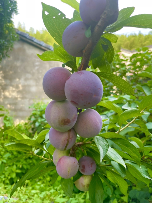 夏季夏天应季绿色水果自家种植李子