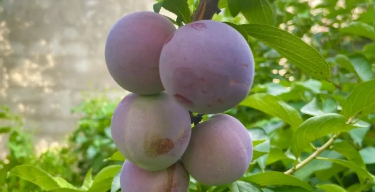 夏季夏天应季绿色水果自家种植李子