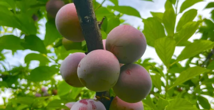 夏季夏天应季水果果园种植李子
