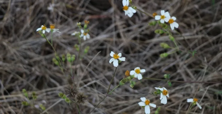  阴天 广西北海 地脚 花 野花 