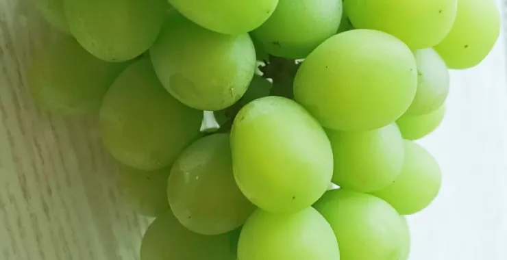 夏季夏天应季绿色种植采摘水果葡萄晴王