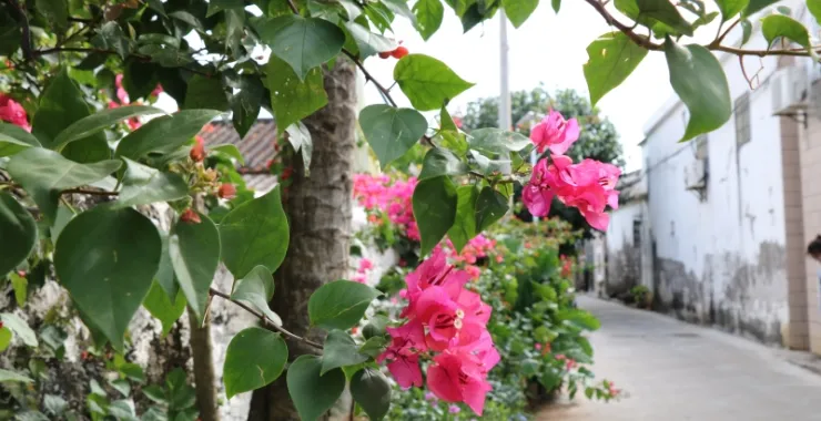 广西北海 涠洲岛 乡间小路 花 