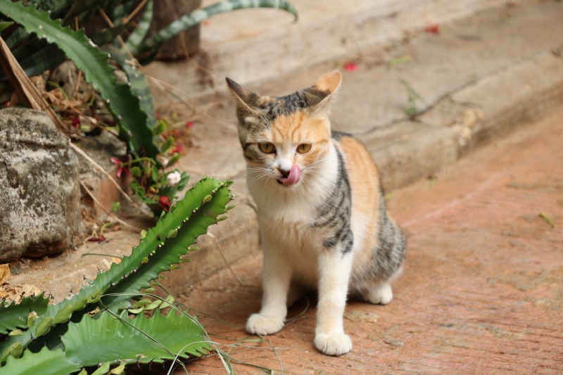 广西北海 涠洲岛 小猫 流浪猫