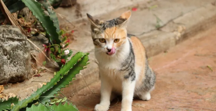 广西北海 涠洲岛 小猫 流浪猫