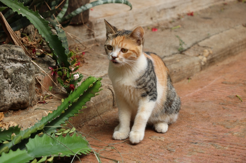广西北海 涠洲岛 小猫 流浪猫