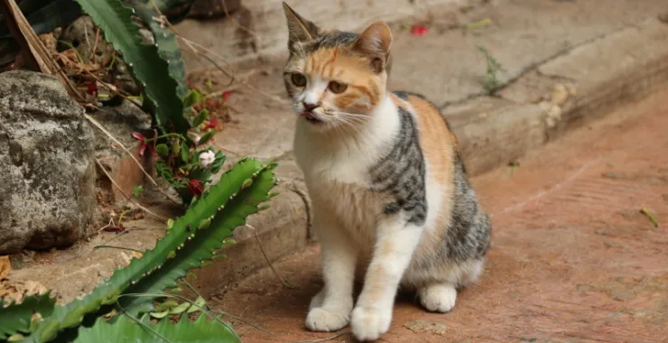 广西北海 涠洲岛 小猫 流浪猫