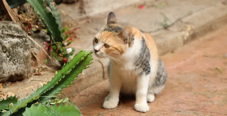 广西北海 涠洲岛 小猫 流浪猫