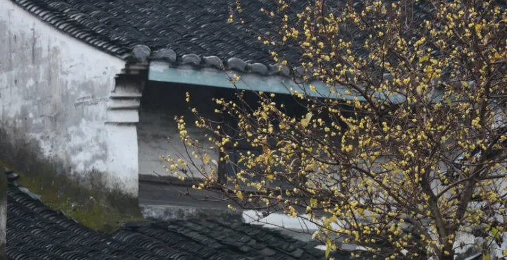 浙江宁波 鸣鹤古镇  古镇美景 老房子花卉植物树木