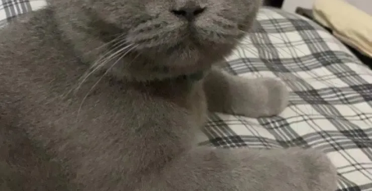 萌宠宠物可爱小猫  蓝猫肥嘟嘟猪咪