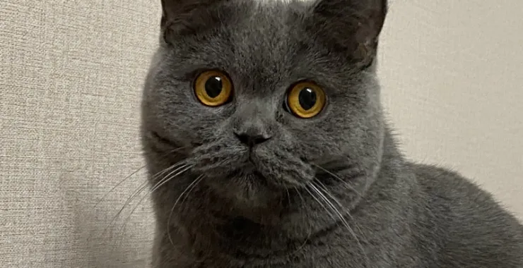 一颗猫猫头 可爱萌宠小猫卡哇伊