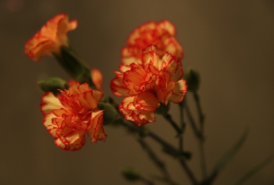 SimilarPics