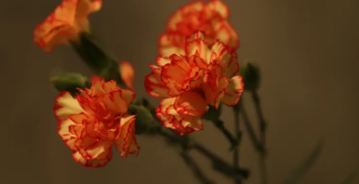 花卉 植物
