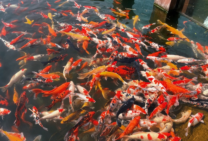 杭州湾湿地公园 风景景点拍照打卡 锦鲤池