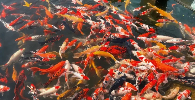 杭州湾湿地公园 风景景点拍照打卡 锦鲤池