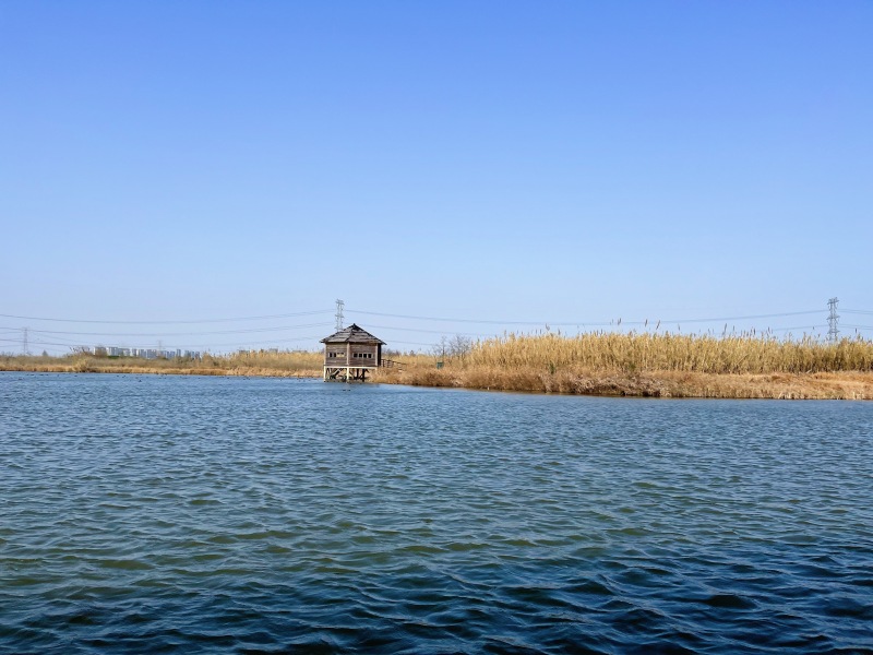 湖景江景 特色风景景点拍照打卡 木屋芦花荡江河杭州湾湿地公园