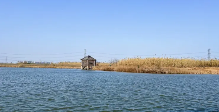 湖景江景 特色风景景点拍照打卡 木屋芦花荡江河杭州湾湿地公园
