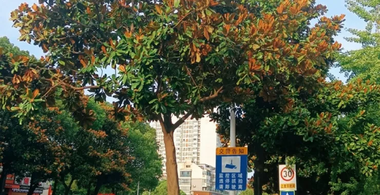 马路广玉兰汽车车辆种植树木花草绿化小道
