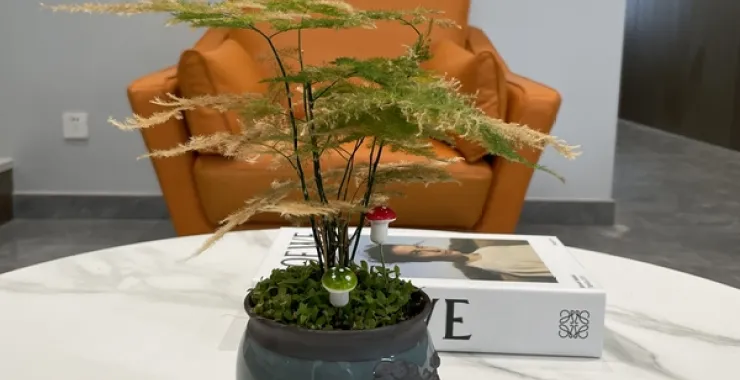 现代风探家的客厅绿植植物盆栽盆景