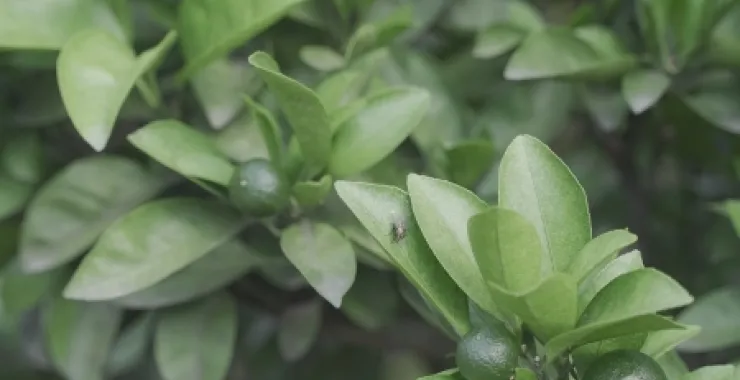 桔子水果植物