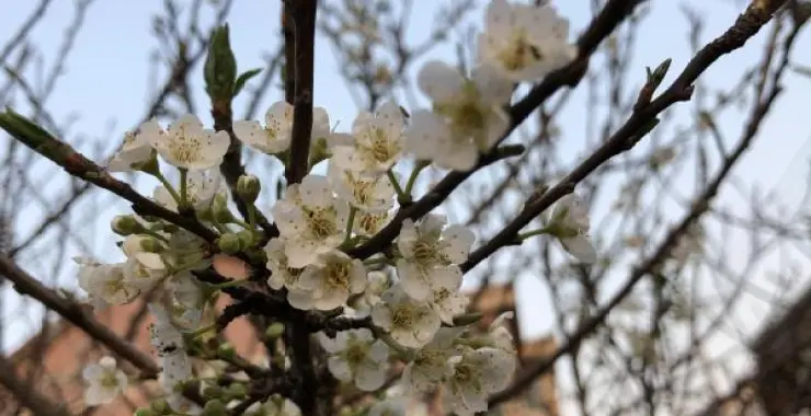 开放的梅花植物花朵