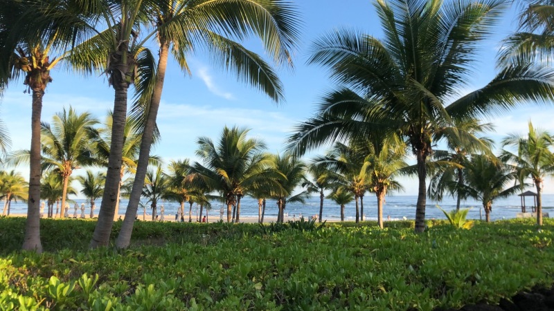 海边的椰树林夏天沙滩海滩出游背景