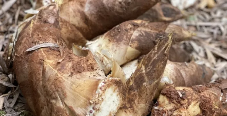 春笋山上山间挖笋毛笋农作物纯天然绿色食品美食自家种植蔬菜