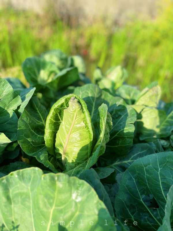 卷心菜农作物纯天然绿色食品美食自家种植蔬菜