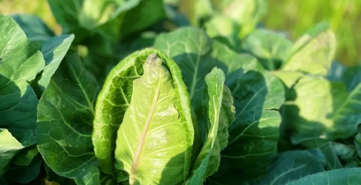 卷心菜农作物纯天然绿色食品美食自家种植蔬菜