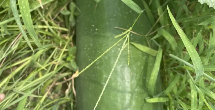 冬瓜农作物纯天然绿色食品美食自家种植蔬菜