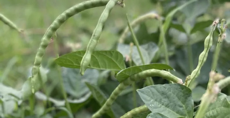 豇豆农作物纯天然绿色食品美食自家种植蔬菜