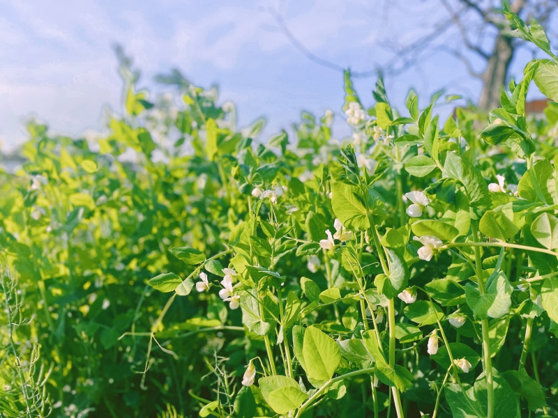 豌豆农作物纯天然绿色食品美食自家种植蔬菜