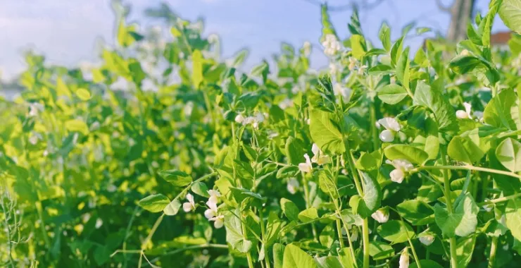 豌豆农作物纯天然绿色食品美食自家种植蔬菜