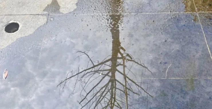 台风过后地上的树影水渍地板水泥地道路瓷砖