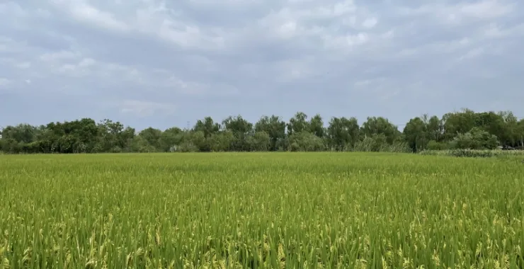 农村稻谷谷子稻田丰收植物庄稼田野乡村