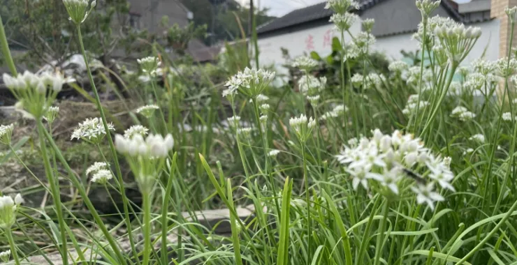 农村绿色蔬菜韭菜花植物种植农田乡村