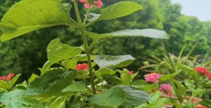 阳台盆栽种植植物花草绿色土培