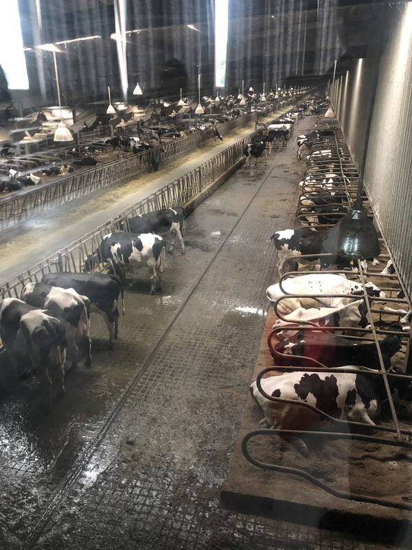 绍兴参观奶牛挤奶牛奶养殖场