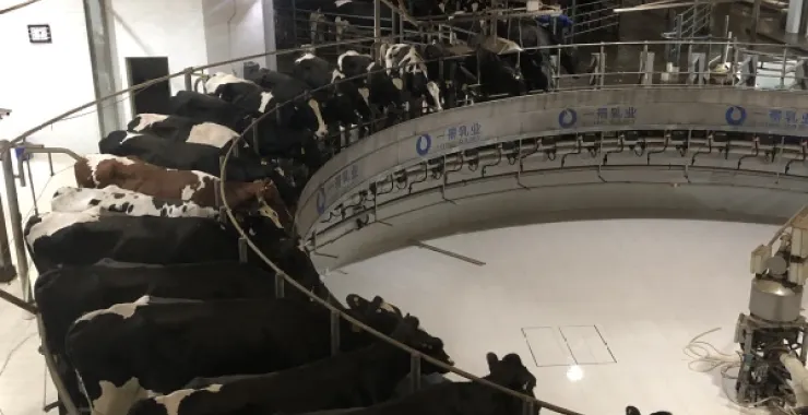 绍兴参观奶牛挤奶牛奶